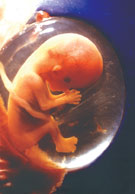 Baby In Womb